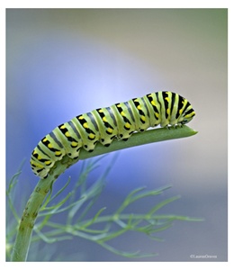 Fine Art Giclee Print - 'Swallowtail Caterpillar'