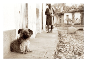 Fine Art Giclee Print - 'Little Dog' - Trinidad, Cuba
