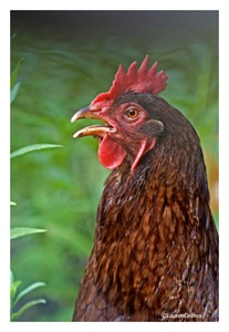Fine Art Giclee Print - 'Red Chicken'